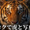 バンコクで虎と写真撮影をするための情報。表紙タイトル。