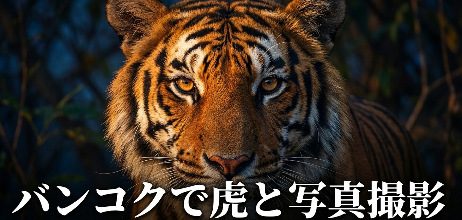 バンコクで虎と写真撮影をするための情報。表紙タイトル。