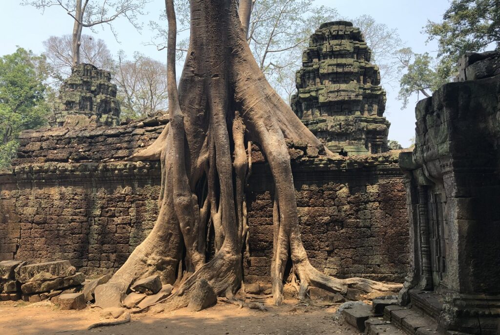 シェムリアップのタ・プローム寺院で巨大な木の根が石造りの遺跡を覆う風景