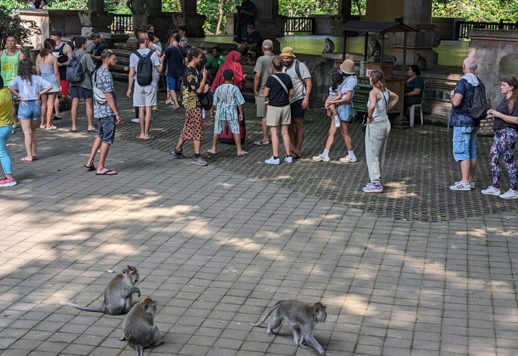 バリ島ウブドのモンキーフォレストで観光客の近くを歩く複数の猿